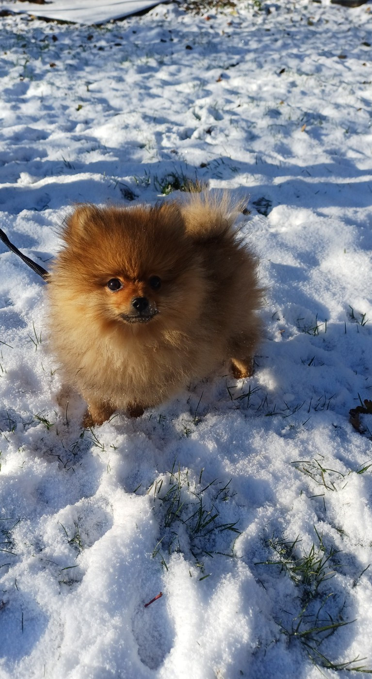 Photos de Appy. Petit mâle, fils de Honey et Paddington.