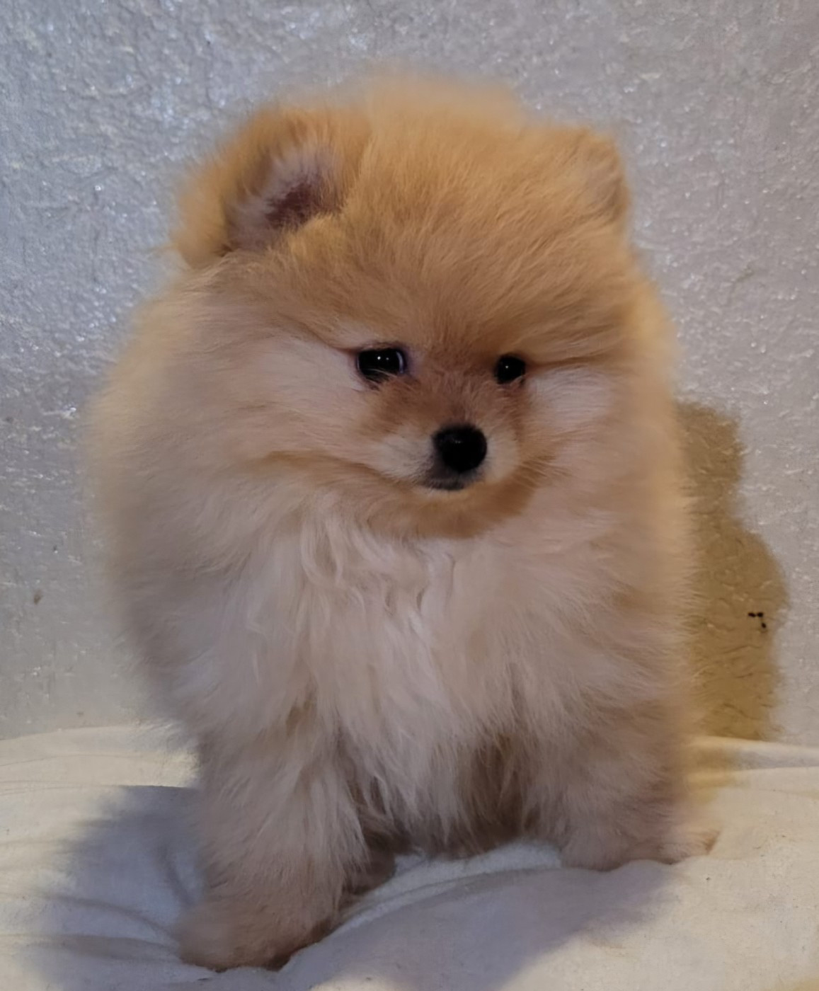 Petit Arribo et demoiselle A Lady. Bébés de : Tiara et paddington.