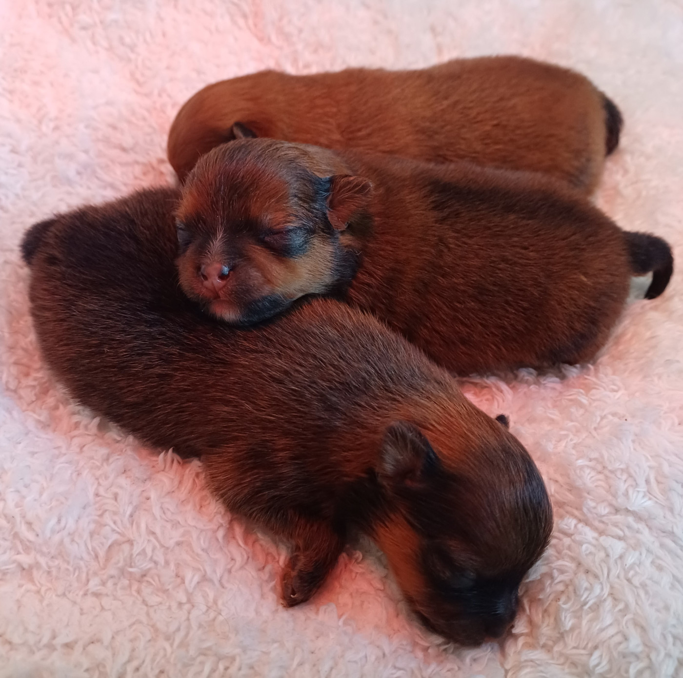 Chiot Spitz allemand Of The Honey Blossom Valley