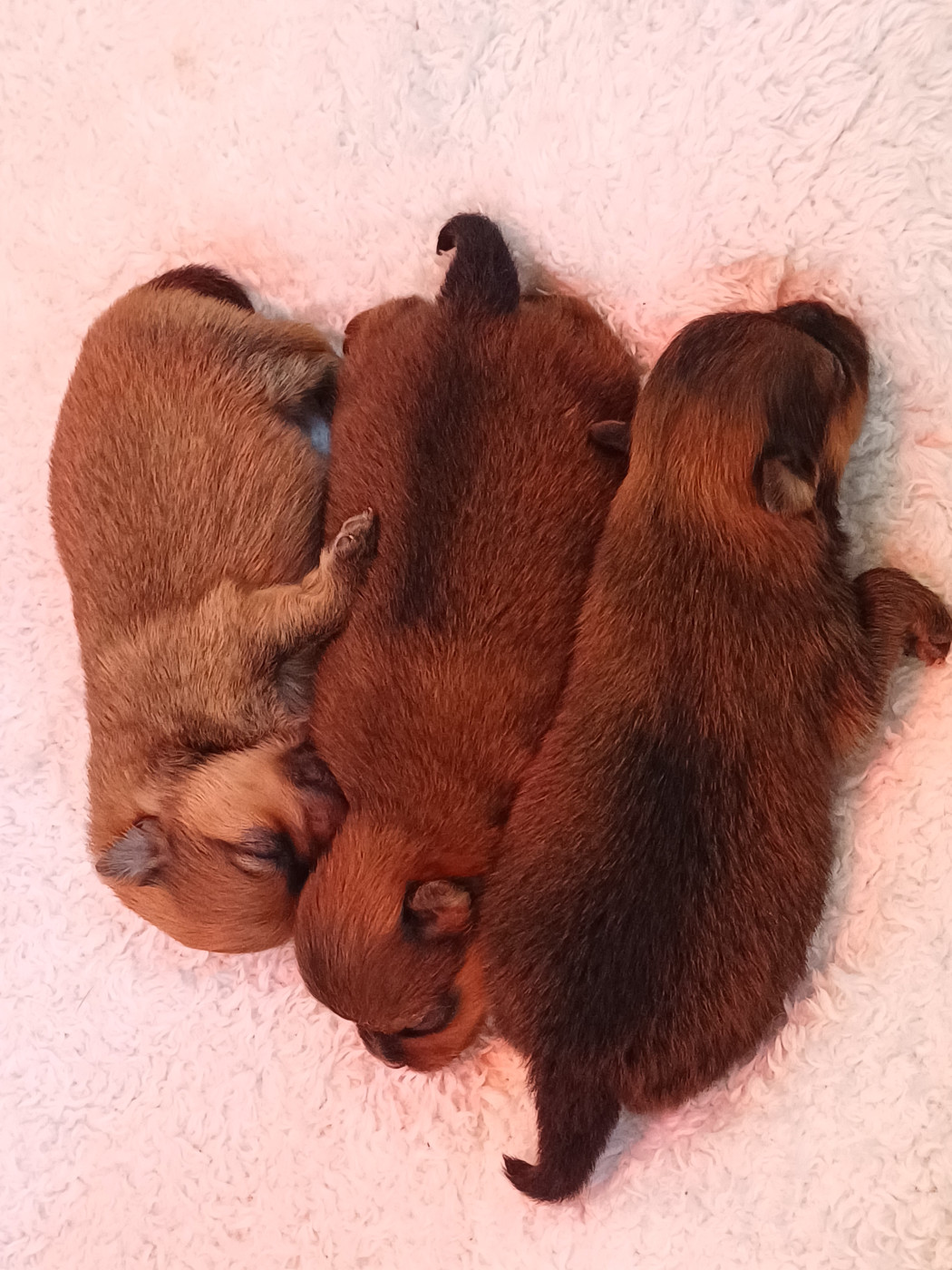 Of The Honey Blossom Valley - Chiots disponibles - Spitz allemand